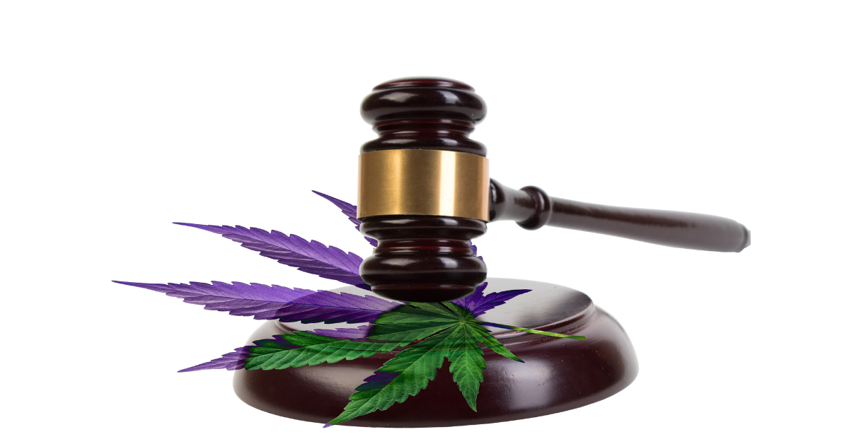 Modern Cannabis: Understanding The THCA Hemp Legal Landscape